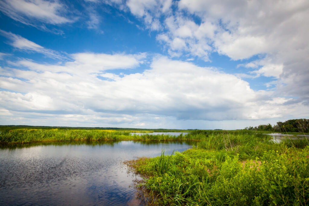 Freshwater Marsh